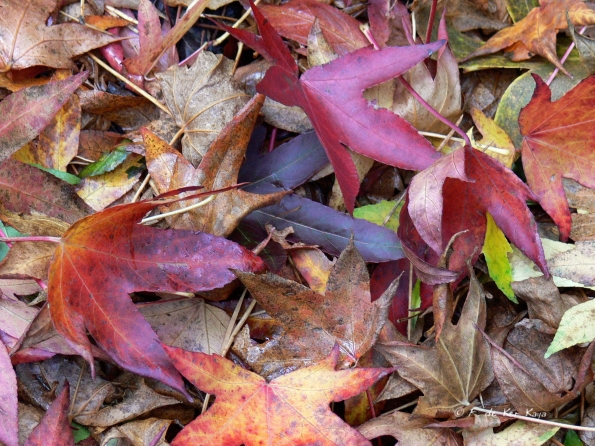 Bois des moutiers fall 2012 (17)